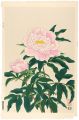 <strong>Ito Nisaburo</strong><br>Peony,pink