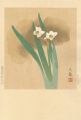 <strong>Tsuneoka Bunki</strong><br>水仙（仮題）