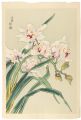 <strong>Kotozuka  Eiichi</strong><br>Orchid