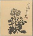 <strong>Tomita Onichiro</strong><br>Painting : Chrysanthemum