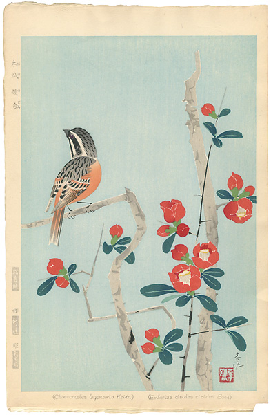 Nakamura Shundei “Japanese Quince & Bunting”／