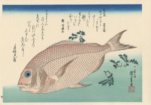 Hiroshige I/A Series of Fish Subjects / Sea Bream and Sansho 【Reproduction】[魚づくし　鯛に山椒 【復刻版】]