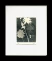 <strong>Man Ray</strong><br>Rayograph