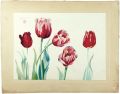 <strong>Oguri Yoshiji</strong><br>Tulip