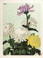 <strong>稲垣知雄</strong><br>Chrysanthemum