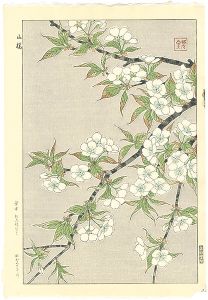 桜 Sakura