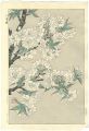 <strong>Kawarazaki Shodo</strong><br>double cherry blossom