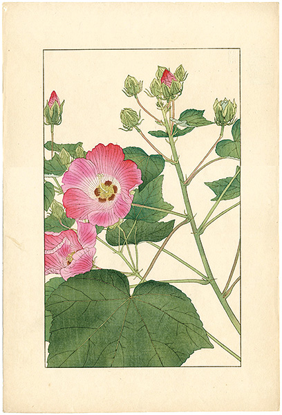 Sugiura Hisui “Cotton Rosemallow”／