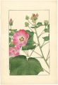 <strong>Sugiura Hisui</strong><br>Cotton Rosemallow