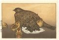 <strong>Yoshida Toshi</strong><br>Raicho