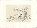 <strong>Hasegawa Kiyoshi</strong><br>Oiseau dans un champ