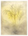 <strong>Tabuchi Toshio</strong><br>Japanese pampas grass