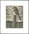 Shrike・autumn scenery