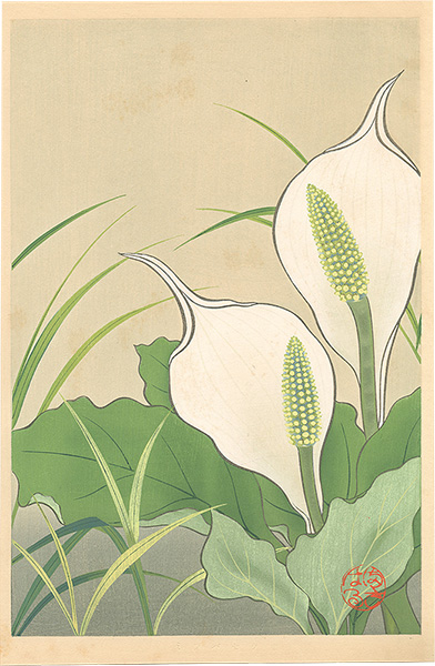Inoue Masaharu “Japanese Alpine Plants / Lysichiton Camtschatcense”／
