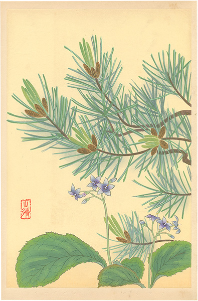 Inoue Masaharu “Japanese Alpine Plants / Conandron Ramondioides and Dwarf Stone Pine”／