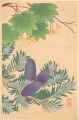 <strong>Inoue Masaharu</strong><br>Japanese Alpine Plants / Acer ......