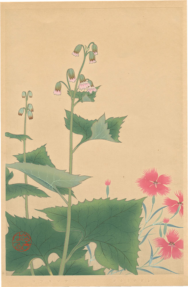 Inoue Masaharu “Japanese Alpine Plants / Dianthus Superbus var. Speciosus and Parasenecio Hastatus”／