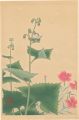 <strong>Inoue Masaharu</strong><br>Japanese Alpine Plants / Diant......