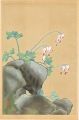 <strong>Inoue Masaharu</strong><br>Japanese Alpine Plants / Dicen......