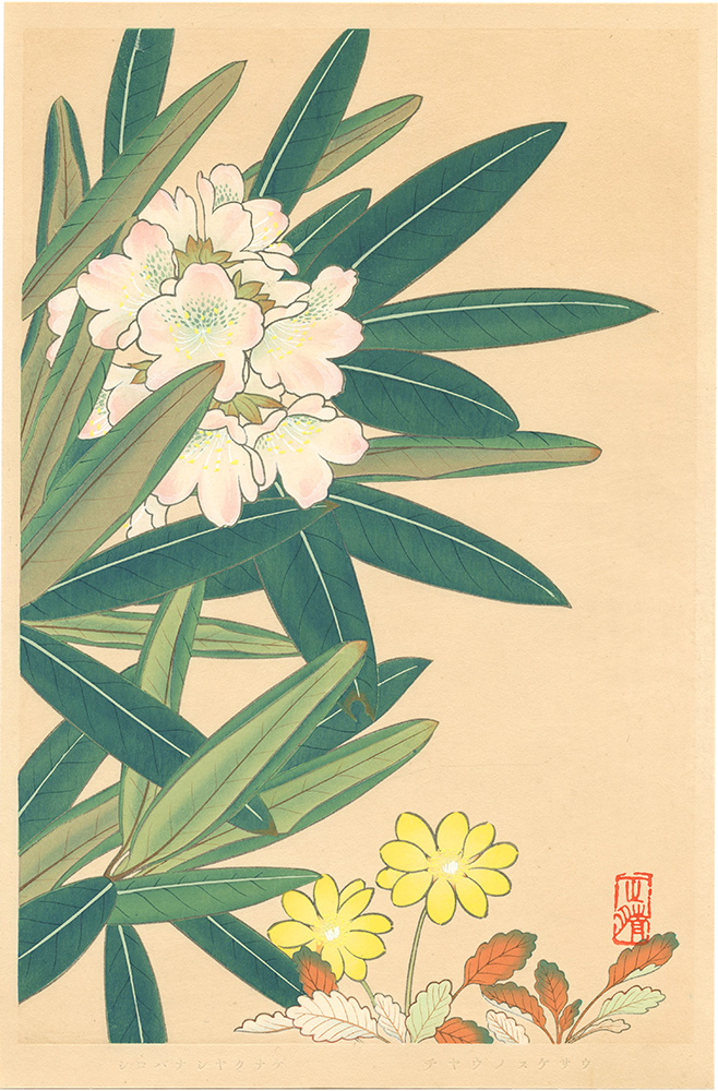 Inoue Masaharu “Japanese Alpine Plants / Rhododendron Branchycarpum var. Roseum and Dryas Octopetala var. Asiatica”／