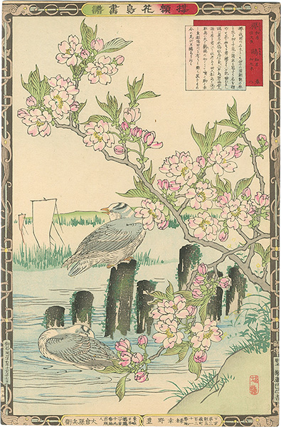 楳嶺｢楳嶺花鳥画譜　桜と鴎｣／