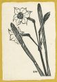 <strong>Hiratsuka Unichi</strong><br>The Narcissus(tentative title)