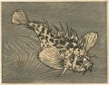 <strong>Ishizaki Shigetoshi</strong><br>Scorpion fish