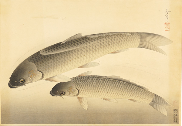 Ono Bakufu “Great Japanese Fish Picture Collection / The Magoi (Black Carp) ”／