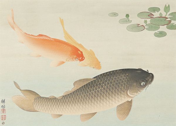 小原古邨（祥邨）｢魚公悠々図｣／