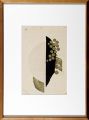 <strong>Onchi Koshiro</strong><br>Debussy