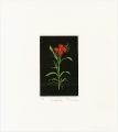 <strong>Oda Shigeru</strong><br>L' Oeillet
