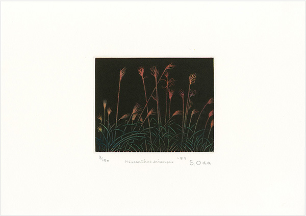 Oda Shigeru “Miscanthus Sinensis”／