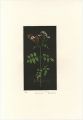 <strong>Oda Shigeru</strong><br>Le Jasmin