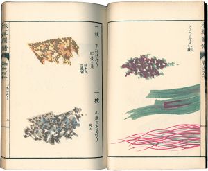 ｢本草図譜　巻之五十一 菜部水菜類｣岩崎灌園