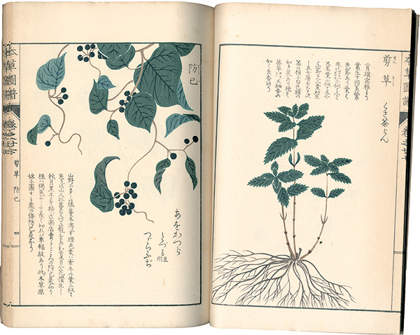 “Illustrated Herbal, Manual of Medicinal Plants Vol. 27: Vines Part. 6” ／