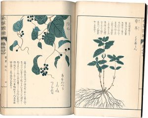 ｢本草図譜　巻之廿七 蔓草類六｣岩崎灌園