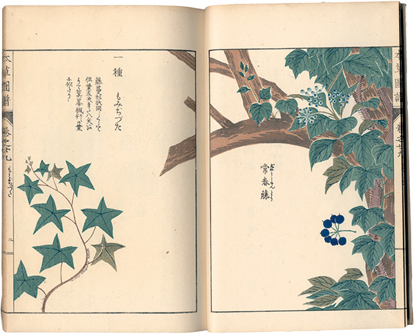 “Illustrated Herbal, Manual of Medicinal Plants Vol. 29: Vines Part. 8” ／