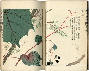 ｢本草図譜　巻之廿八 蔓草類七｣岩崎灌園