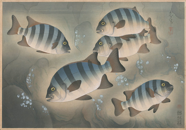 Ono Bakufu “Great Japanese Fish Picture Collection / The Ishidai (Rock Sea Bream)”／