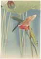 <strong>Morita Kako</strong><br>Kingfisher
