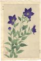 <strong>Kawarazaki Shodo</strong><br>Balloonflower