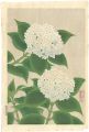 <strong>Ito Nisaburo</strong><br>Hydrangea