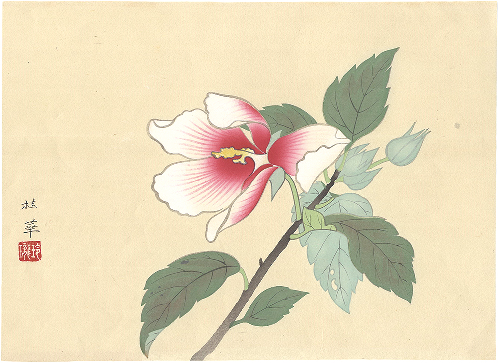 Kanashima Keika “Hibiscus mutabilis”／