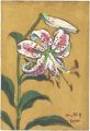 <strong>Furusawa Iwami</strong><br>Lily