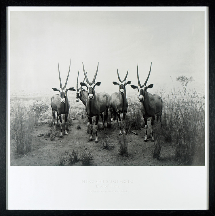 杉本博司｢Gemsbok, 1980｣／