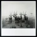 <strong>Sugimoto Hiroshi</strong><br>Gemsbok, 1980