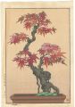 <strong>Yoshida Tsukasa</strong><br>Maple