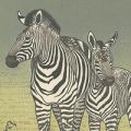 吉田遠志｢Zebras｣