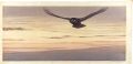 <strong>Yoshida Toshi</strong><br>Flying
