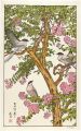 <strong>Yoshida Toshi</strong><br>Gathering around Sarusuberi